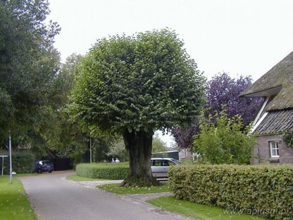 Drzewa ogłowione 10