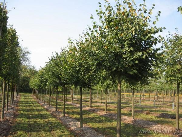 Drzewa ogłowione 11