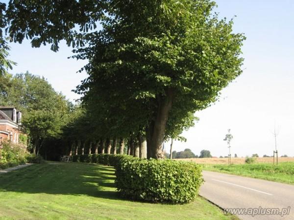 Drzewa ogłowione 12