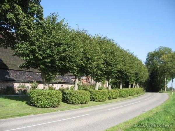 Drzewa ogłowione 13