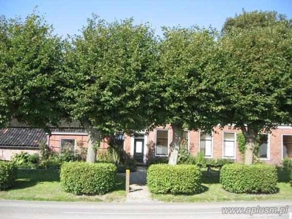 Drzewa ogłowione 14