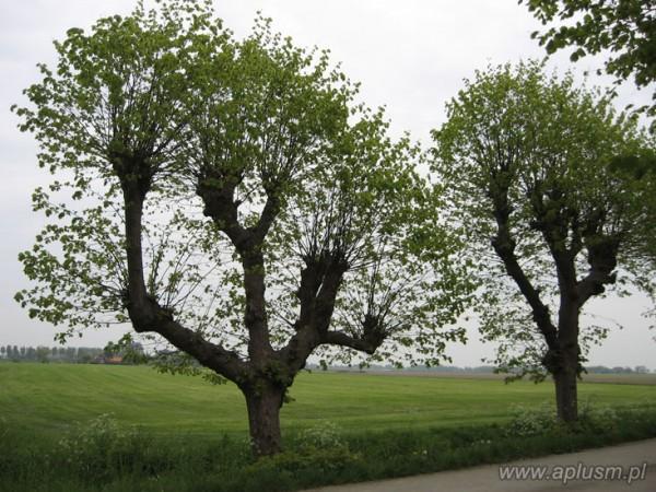 Drzewa ogłowione 15