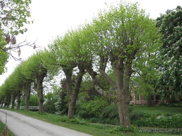 Drzewa ogłowione 16