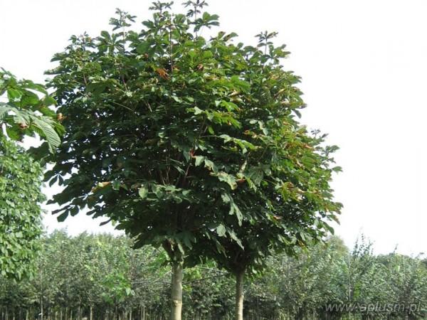 Drzewa ogłowione 17