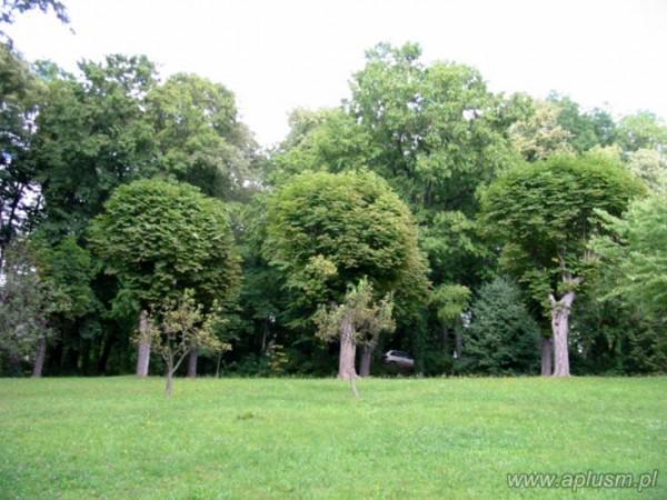 Drzewa ogłowione 18