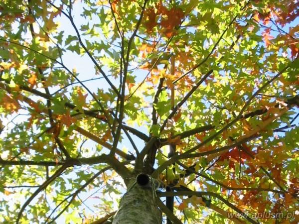 Drzewa w kształt parasola 0