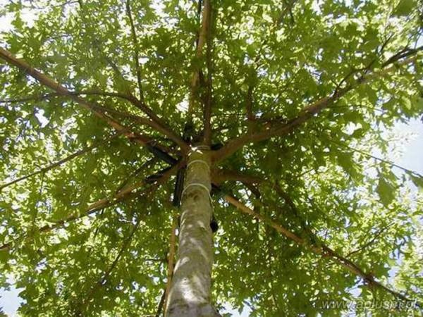 Drzewa w kształt parasola 1