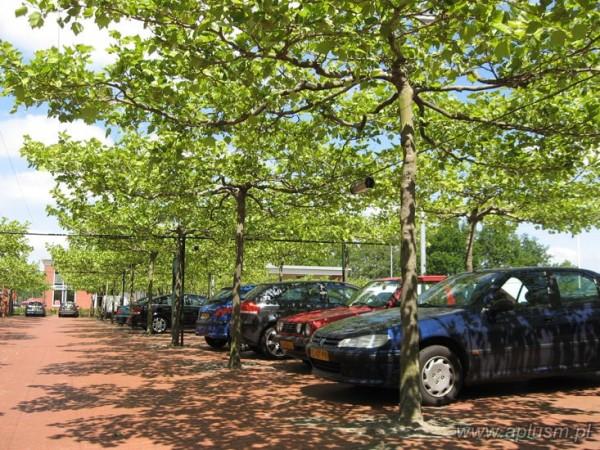 Drzewa w kształt parasola 10