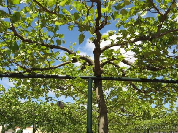 Drzewa w kształt parasola 11
