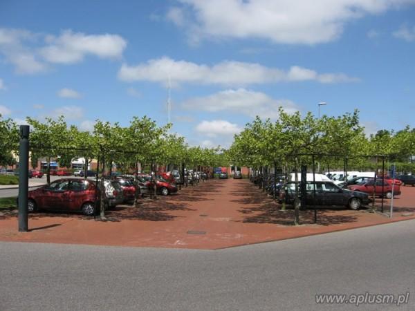 Drzewa w kształt parasola 12