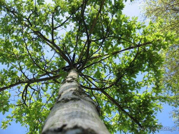 Drzewa w kształt parasola 13