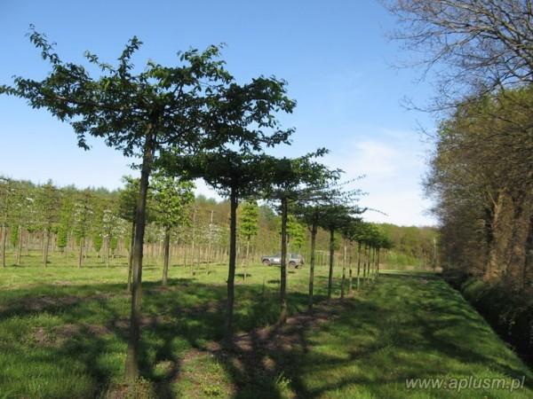 Drzewa w kształt parasola 14