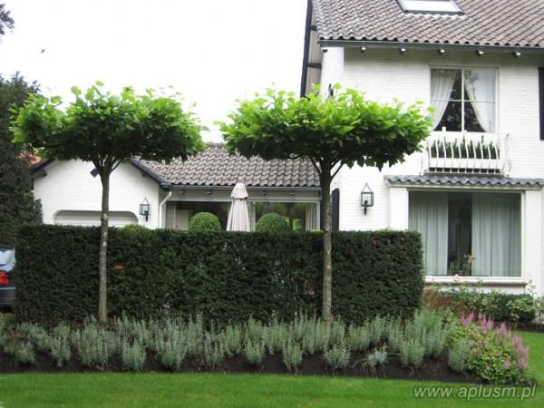 Drzewa w kształt parasola 2