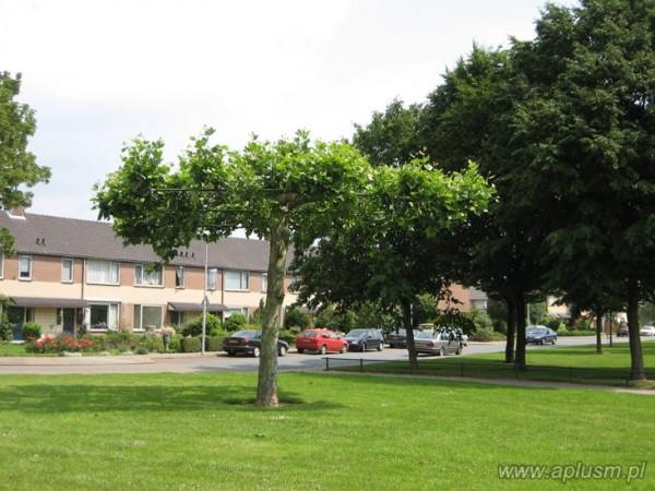 Drzewa w kształt parasola 3