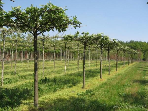 Drzewa w kształt parasola 4