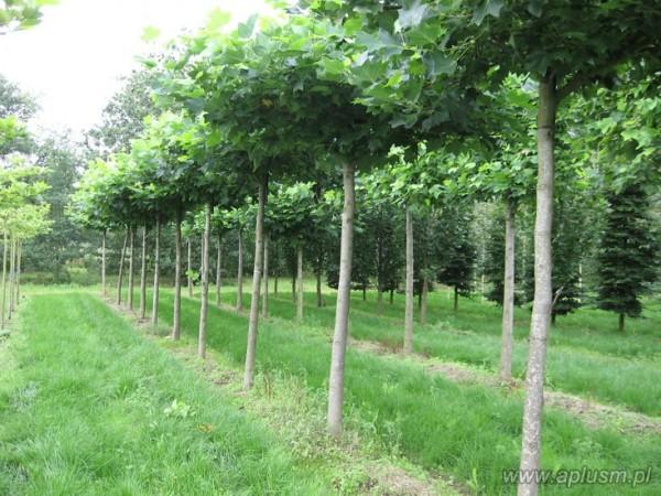 Drzewa w kształt parasola 5