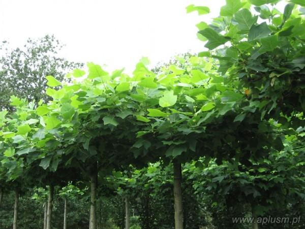 Drzewa w kształt parasola 6