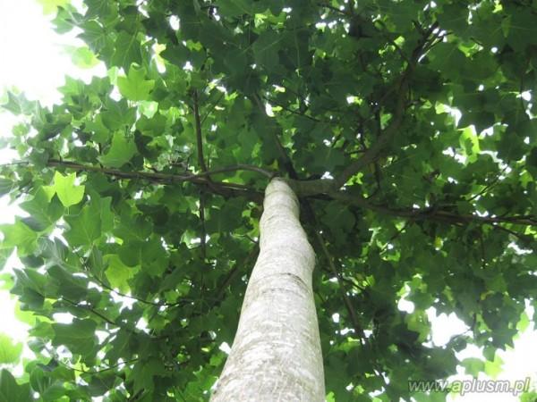 Drzewa w kształt parasola 7
