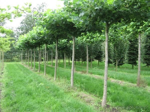 Drzewa w kształt parasola 8