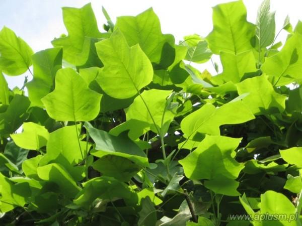 Drzewa w kształt parasola 9