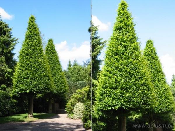 Drzewo w kształcie stożka 1