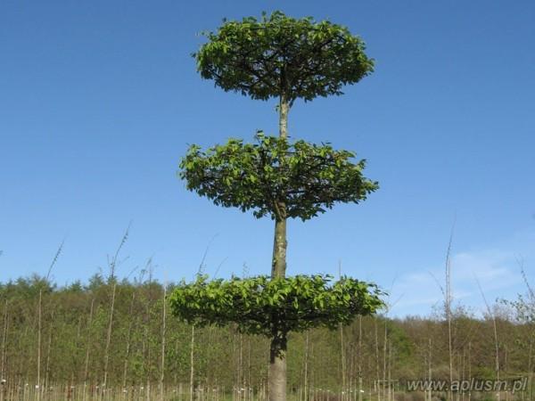 Drzewo w kształt talerzy 1