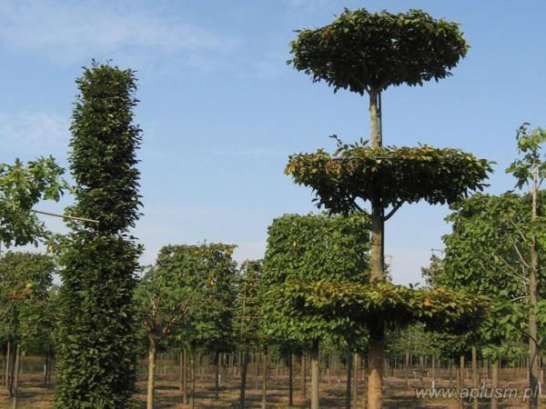 Drzewo w kształt talerzy 2