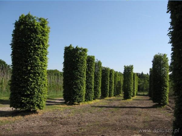 Drzewo w kształt walca 1