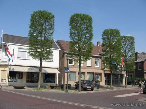 Drzewo w kształt walca 2