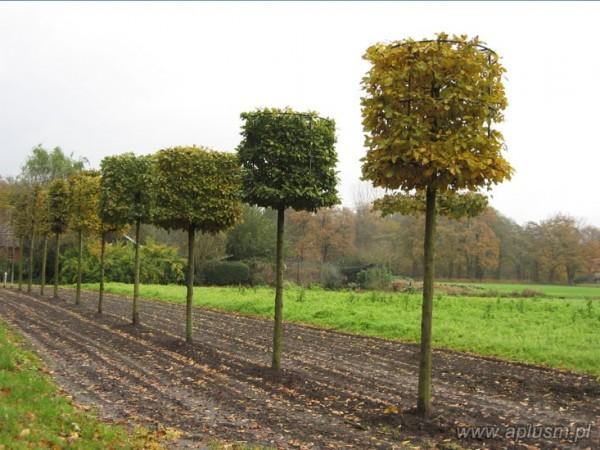 Drzewo w kształt walca 3