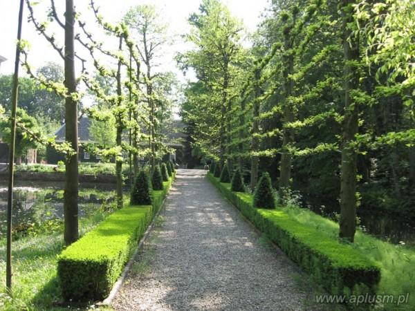 Ściany z roślin 10