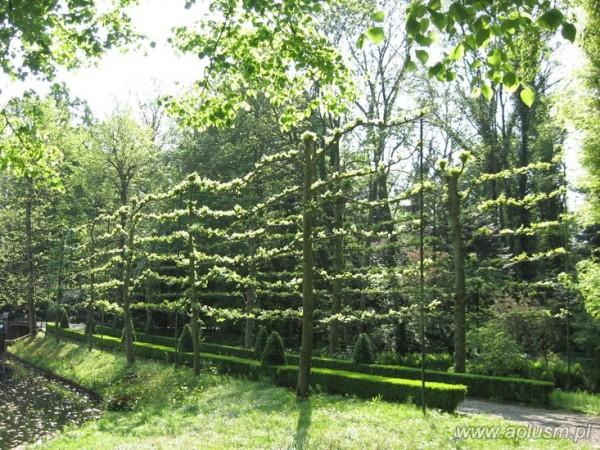 Ściany z roślin 11