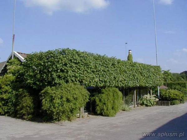 Ściany z roślin 12