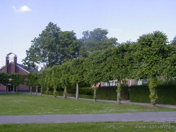 Ściany z roślin 13