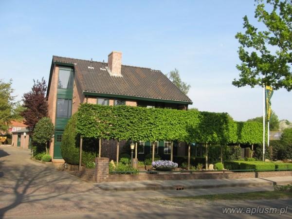 Ściany z roślin 14