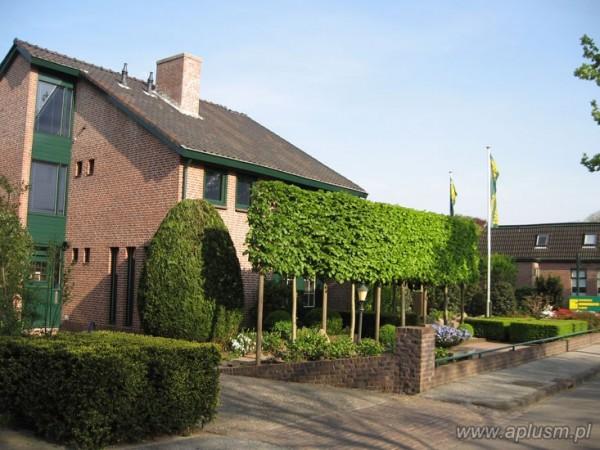 Ściany z roślin 15