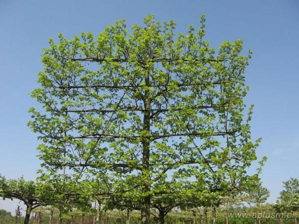 Ściany z roślin 16