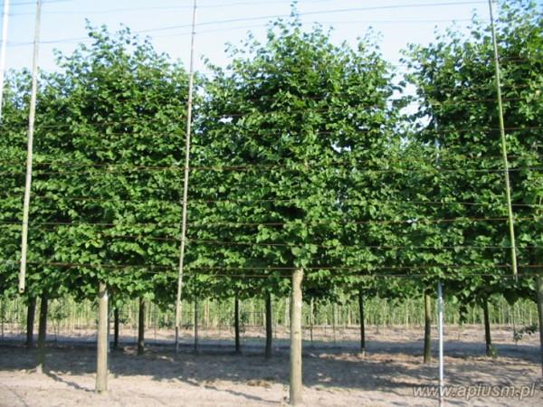 Ściany z roślin 17