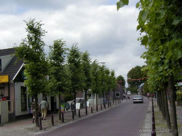 Ściany z roślin 18