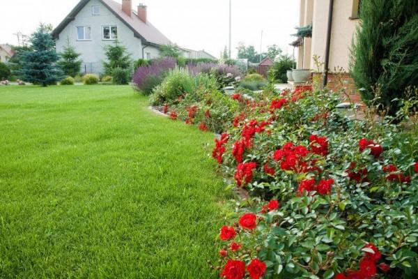 Zaprojektowany ogród 13